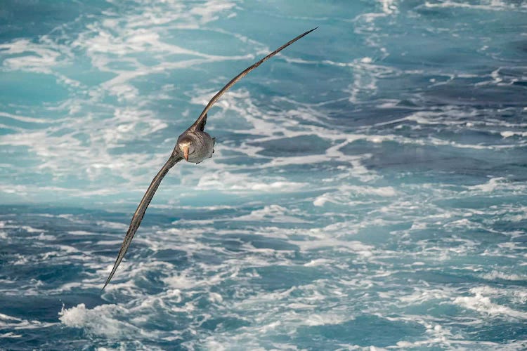 Northern Giant Petrel or Hall's Giant Petrel soaring over the waves of the South Atlantic