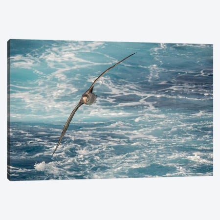 Northern Giant Petrel or Hall's Giant Petrel soaring over the waves of the South Atlantic Canvas Print #MZW113} by Martin Zwick Canvas Artwork
