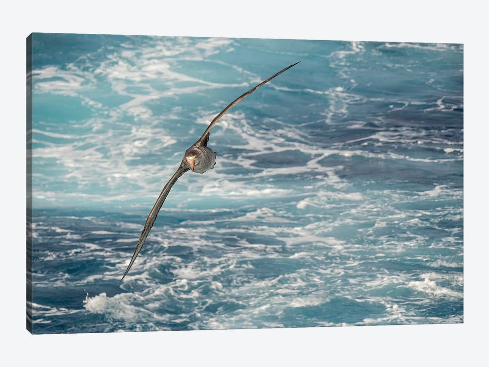Northern Giant Petrel or Hall's Giant Petrel soaring over the waves of the South Atlantic by Martin Zwick 1-piece Art Print