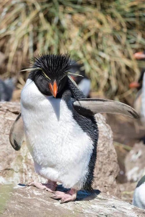 Rockhopper Penguin, subspecies western rockhopper penguin , Falkland Islands.