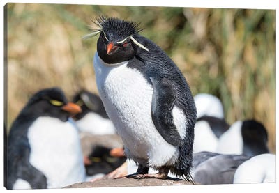 Rockhopper Penguin, subspecies western rockhopper penguin, Falkland Islands Canvas Art Print - Martin Zwick