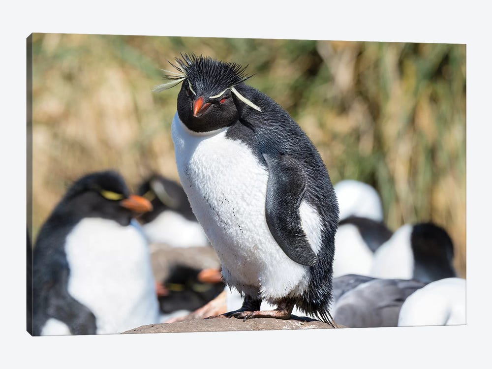 Rockhopper Penguin, subspecies western rockhopper penguin, Falkland Islands by Martin Zwick 1-piece Canvas Art Print