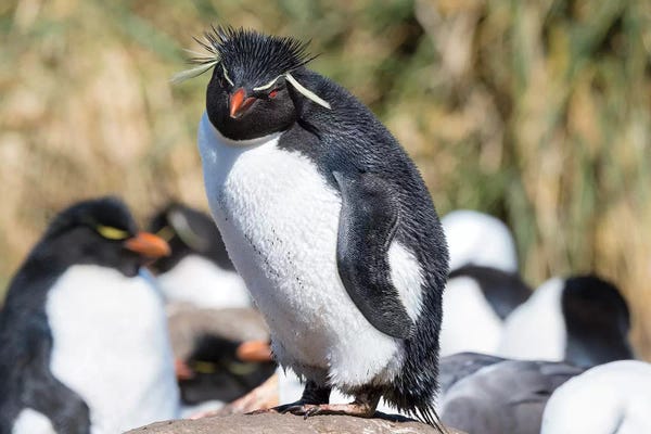 Penguins: Rockhopper Penguin, subspecies western rockhopper penguin, Falkland Islands by Martin Zwick