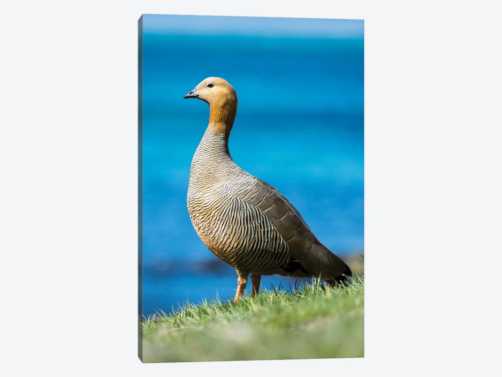 Ruddy-headed Goose in tidal area of Carcass Island, Falkland Islands by Martin Zwick 1-piece Canvas Art Print