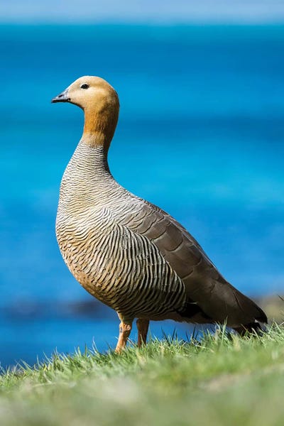 Martin Zwick: Ruddy-headed Goose in tidal area of Carcass Island, Falkland Islands by Martin Zwick