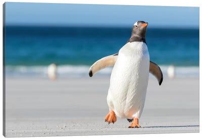 Gentoo Penguin Falkland Islands. Marching at evening to the colony II Canvas Art Print - Penguin Art