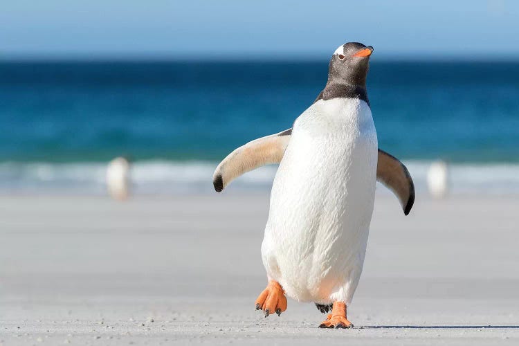 Gentoo Penguin Falkland Islands. Marching at evening to the colony II