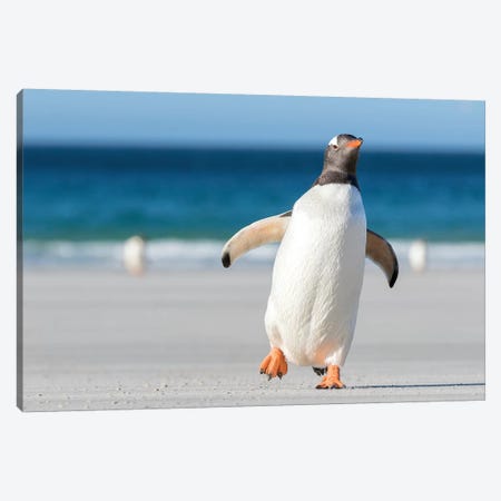 Gentoo Penguin Falkland Islands. Marching at evening to the colony II Canvas Print #MZW11} by Martin Zwick Canvas Print