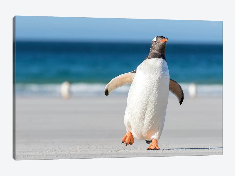 Gentoo Penguin Falkland Islands. Marching at evening to the colony II by Martin Zwick 1-piece Canvas Wall Art
