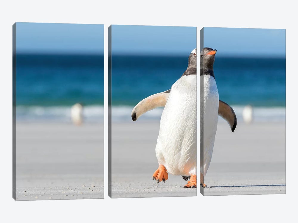 Gentoo Penguin Falkland Islands. Marching at evening to the colony II by Martin Zwick 3-piece Canvas Artwork