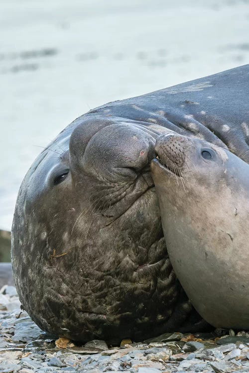 Southern elephant seal bull and female on beach.