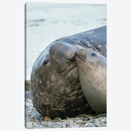 Southern elephant seal bull and female on beach. Canvas Print #MZW120} by Martin Zwick Canvas Art Print