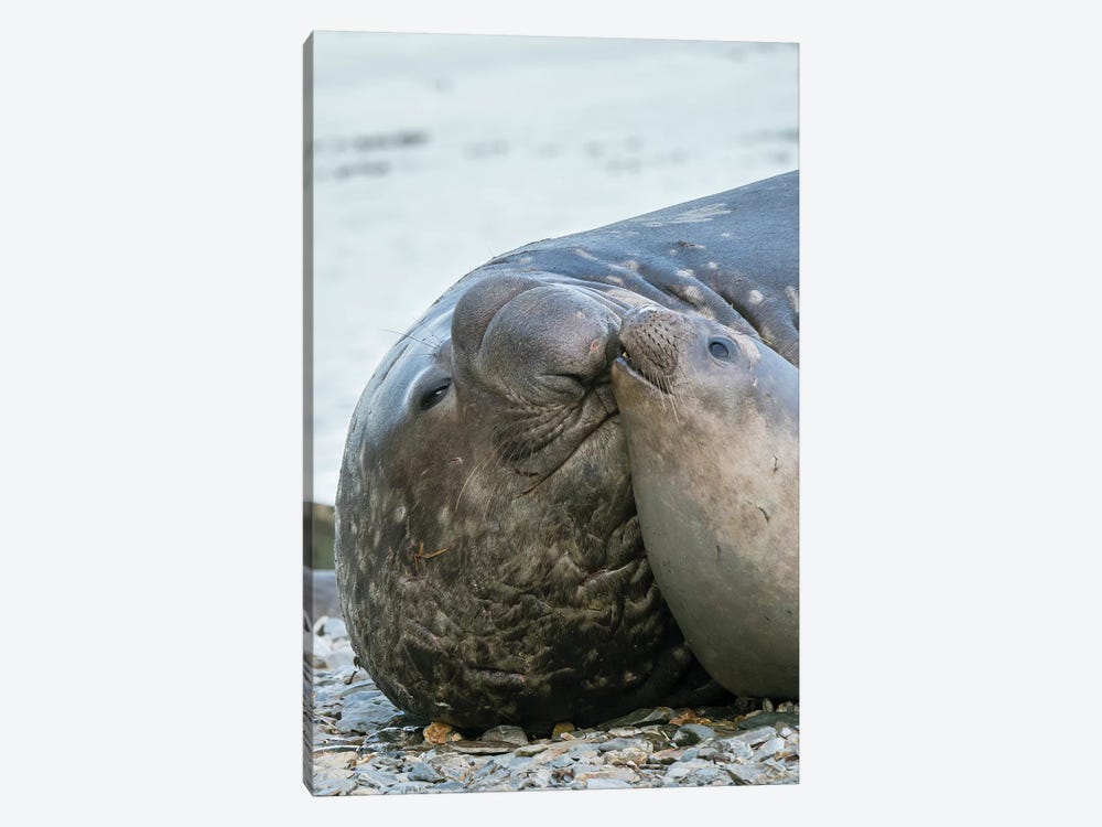 Southern elephant seal bull and female on beach. by Martin Zwick 1-piece Canvas Print