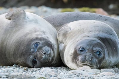 Southern elephant seal weaned pup on beach. by Martin Zwick framed canvas print