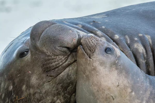 Martin Zwick: Southern elephant seal, bull and female on beach. South Georgia Island by Martin Zwick