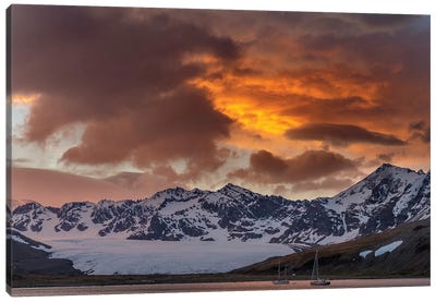 St. Andres Bay on South Georgia Island during sunset, huge colony of King Penguins  Canvas Art Print - Natural Wonders
