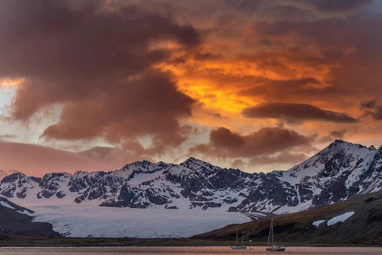 St. Andres Bay on South Georgia Island during sunset, huge colony of King Penguins 