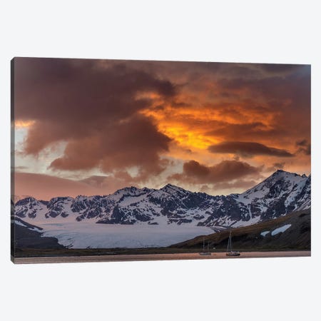 St. Andres Bay on South Georgia Island during sunset, huge colony of King Penguins  Canvas Print #MZW123} by Martin Zwick Art Print
