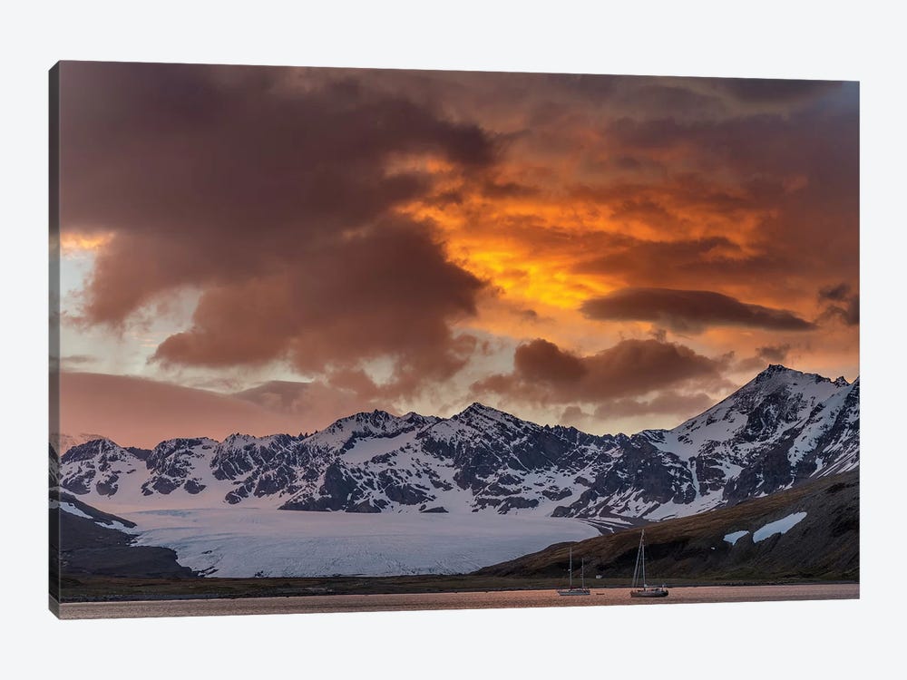 St. Andres Bay on South Georgia Island during sunset, huge colony of King Penguins  by Martin Zwick 1-piece Canvas Artwork