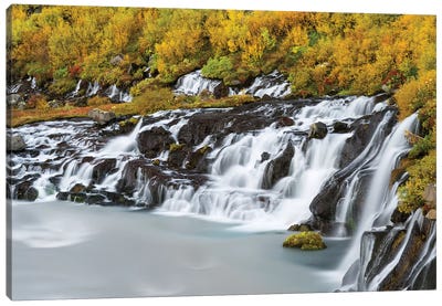 Waterfall Hraunfossar with colorful foliage during fall. Northern Iceland Canvas Art Print - Martin Zwick