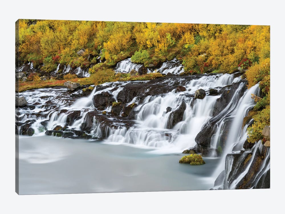 Waterfall Hraunfossar with colorful foliage during fall. Northern Iceland by Martin Zwick 1-piece Canvas Print