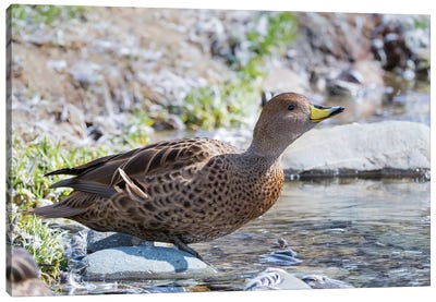 Yellow-billed Pintail (Anas georgica georgica) endemic to South Georgia. Canvas Art Print - Famous Monuments & Sculptures