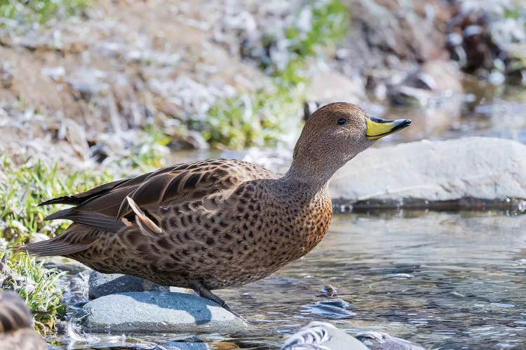 Yellow-billed Pintail (Anas georgica georgica) endemic to South Georgia.