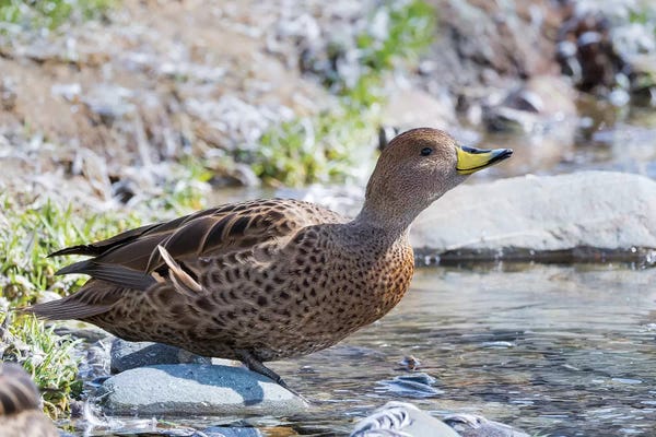 Famous Palaces & Residences: Yellow-billed Pintail (Anas georgica georgica) endemic to South Georgia. by Martin Zwick
