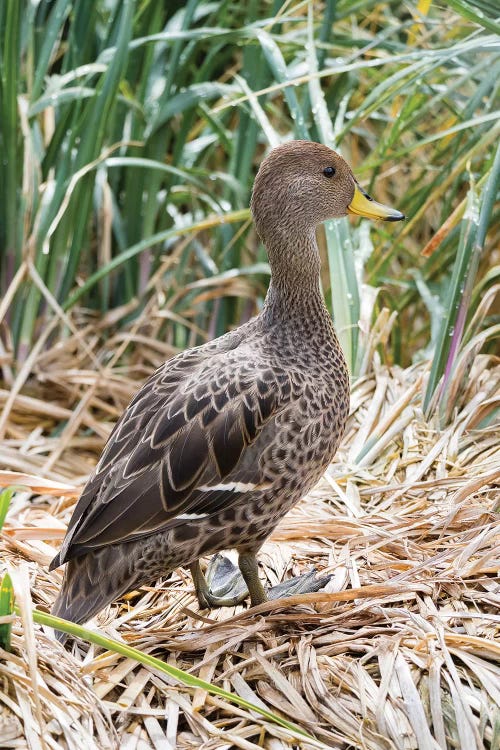 Yellow-billed Pintail a species endemic to South Georgia Island, in typical Tussock habitat.