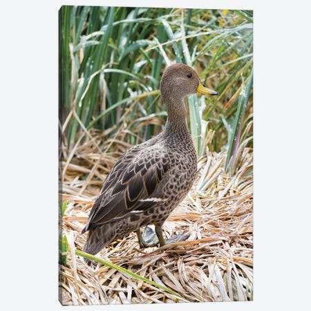 Yellow-billed Pintail a species endemic to South Georgia Island, in typical Tussock habitat. Canvas Print #MZW134} by Martin Zwick Art Print