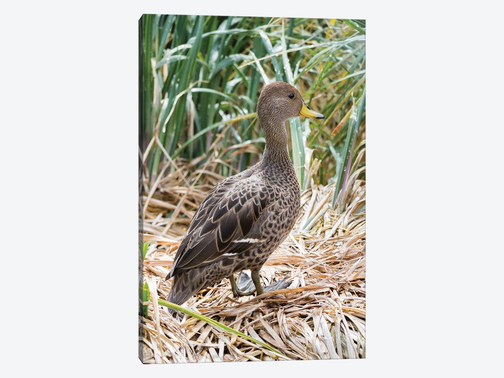 Yellow-billed Pintail a species endemic to South Georgia Island, in typical Tussock habitat. by Martin Zwick 1-piece Canvas Wall Art