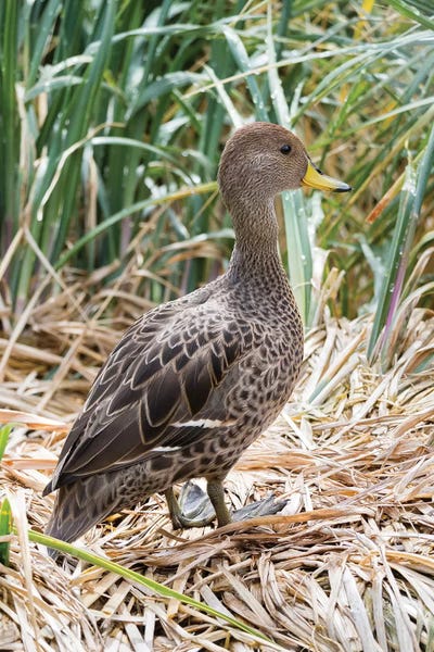 Ancient Wonders: Yellow-billed Pintail a species endemic to South Georgia Island, in typical Tussock habitat. by Martin Zwick