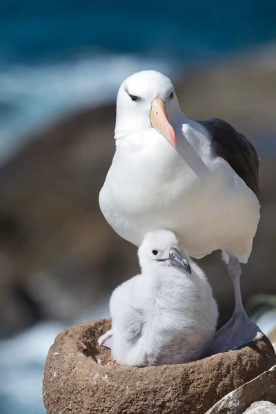 Adult And Chick Black-Browed Albatross On Tower-Shaped Nest, Falkland Islands.