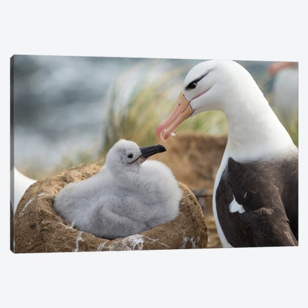 Adult And Chick Black-Browed Albatross On Tower-Shaped Nest, Falkland Islands. Canvas Print #MZW136} by Martin Zwick Canvas Print