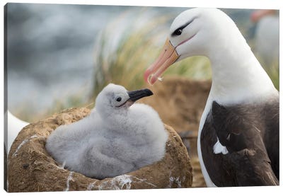 Adult And Chick Black-Browed Albatross On Tower-Shaped Nest, Falkland Islands. Canvas Art Print - Nests