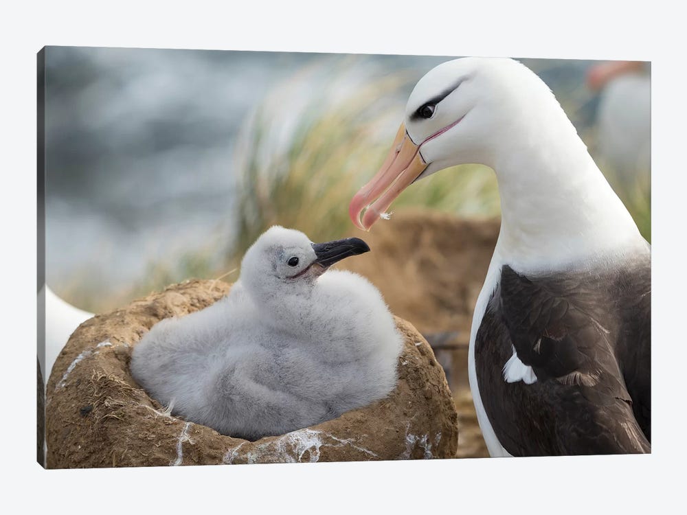 Adult And Chick Black-Browed Albatross On Tower-Shaped Nest, Falkland Islands. by Martin Zwick 1-piece Canvas Artwork