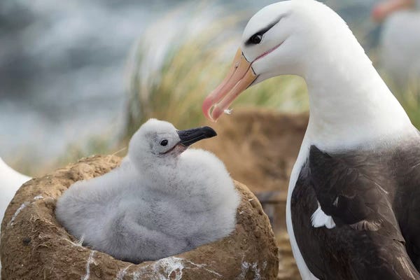 Adult And Chick Black-Browed Albatross On Tower-Shaped Nest, Falkland Islands.