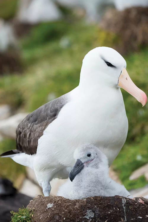 Adult And Chick On Tower-Shaped Nest. Black-Browed Albatross, Falkland Islands.