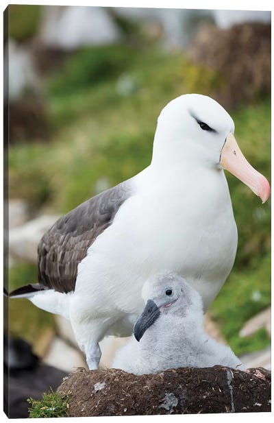 Adult And Chick On Tower-Shaped Nest. Black-Browed Albatross, Falkland Islands. Canvas Art Print - Martin Zwick