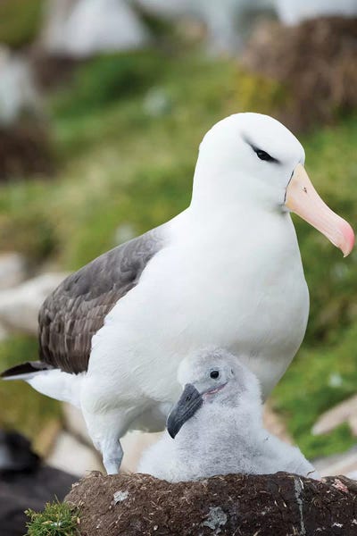 Adult And Chick On Tower-Shaped Nest. Black-Browed Albatross, Falkland Islands.