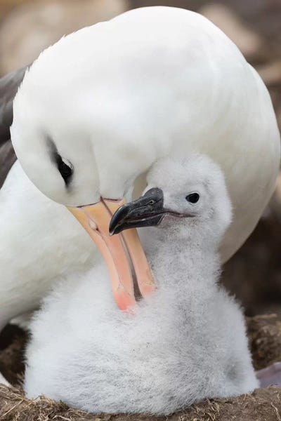 Adult And Chick On Tower-Shaped Nest. Black-Browed Albatross, Falkland Islands.