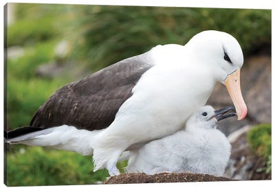 Adult Black-Browed Albatross Feeding Chick On Tower-Shaped Nest, Falkland Islands. Canvas Art Print - Nests