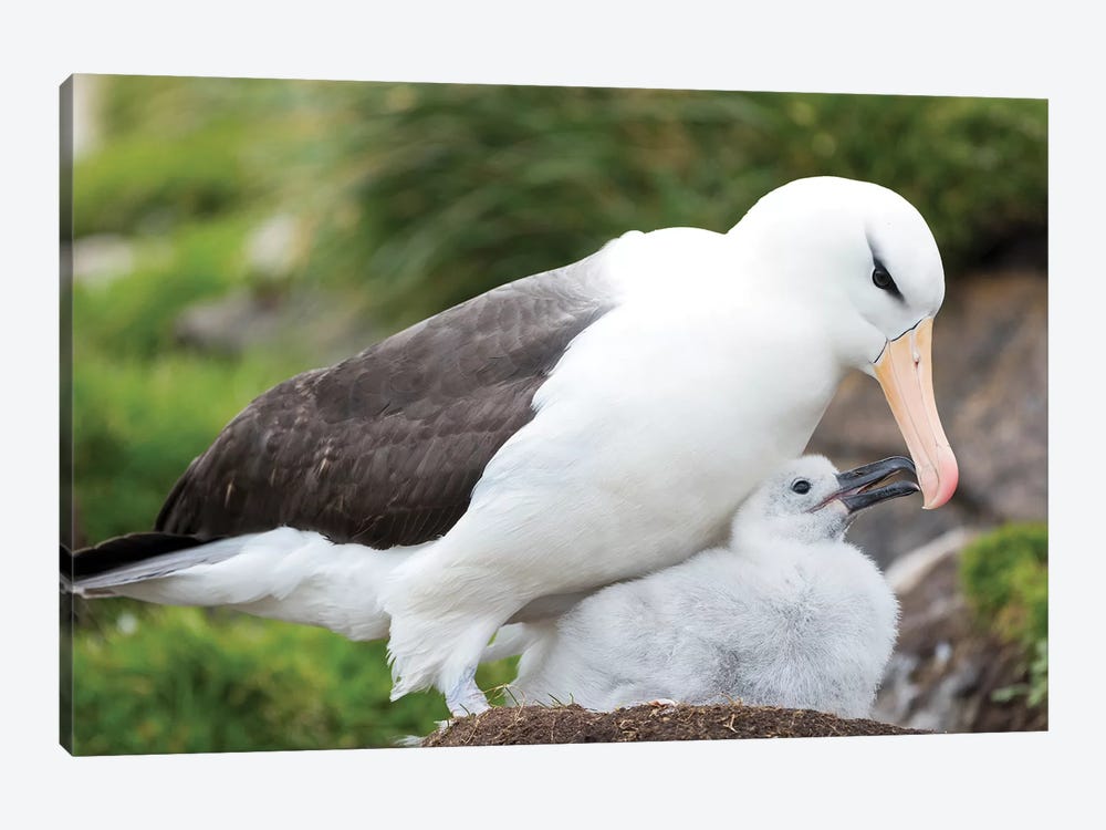 Adult Black-Browed Albatross Feeding Chick On Tower-Shaped Nest, Falkland Islands. by Martin Zwick 1-piece Art Print