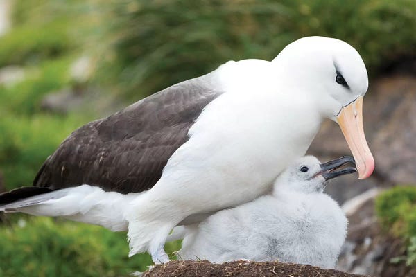Adult Black-Browed Albatross Feeding Chick On Tower-Shaped Nest, Falkland Islands.