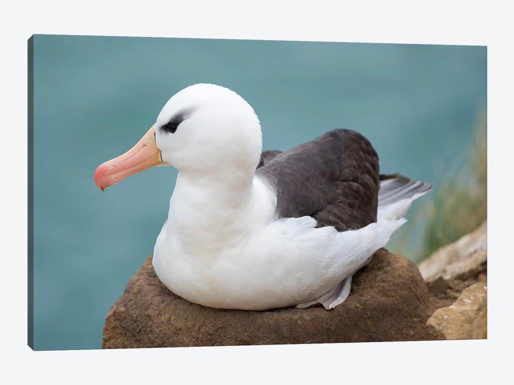Adult Brooding On Tower-Shaped Nest. Black-Browed Albatross, Falkland Islands. by Martin Zwick 1-piece Canvas Print
