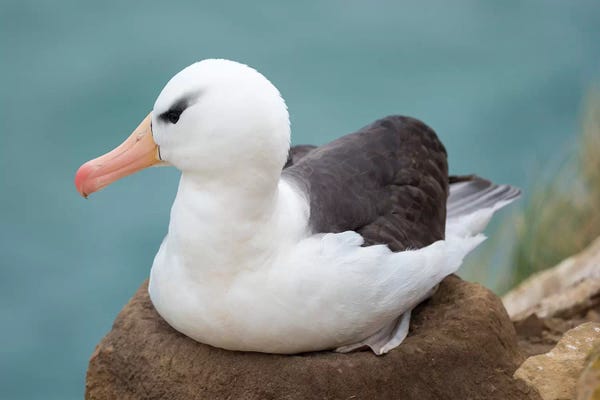 Adult Brooding On Tower-Shaped Nest. Black-Browed Albatross, Falkland Islands.