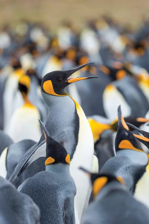 Adult King Penguin Running Through Rookery While Being Pecked At By Neighbors, Falkland Islands.