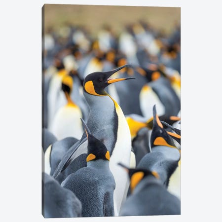 Adult King Penguin Running Through Rookery While Being Pecked At By Neighbors, Falkland Islands. Canvas Print #MZW141} by Martin Zwick Canvas Art Print