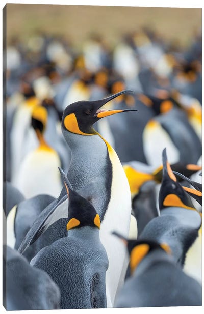 Adult King Penguin Running Through Rookery While Being Pecked At By Neighbors, Falkland Islands. Canvas Art Print - Martin Zwick