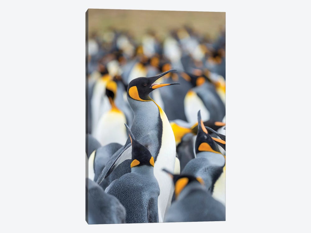 Adult King Penguin Running Through Rookery While Being Pecked At By Neighbors, Falkland Islands. by Martin Zwick 1-piece Canvas Artwork